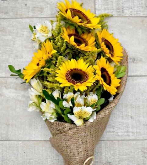 Girasoles campestres
